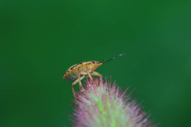 Vahşi doğada hemiptera böcekleri, Kuzey Çin