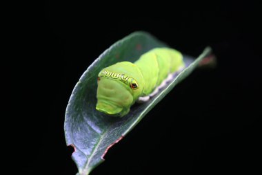 Lepidoptera larvaları vahşi doğada, Kuzey Çin