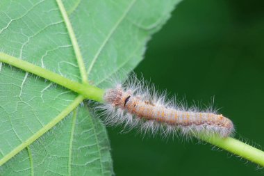 Lepidoptera larvae in the wild, North China clipart