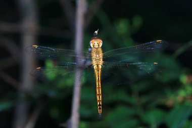 Yabani bitkilerdeki yusufçuklar, Kuzey Çin