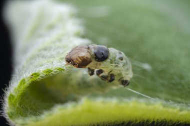 Lepidoptera larvaları vahşi doğada, Kuzey Çin