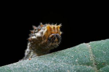 Lepidoptera larvaları vahşi doğada, Kuzey Çin