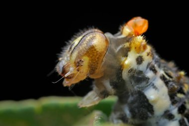 Lepidoptera larvaları vahşi doğada, Kuzey Çin