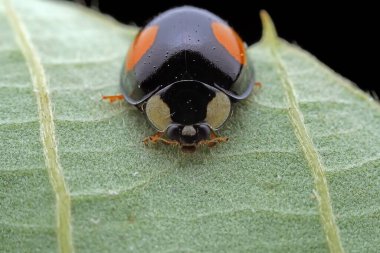 Kuzey Çin 'deki yabani bitkilerde uğur böcekleri