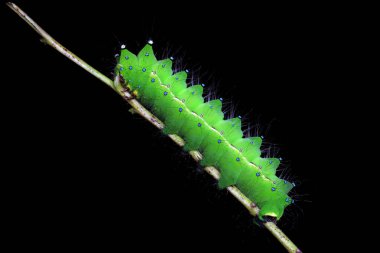 Lepidoptera larvaları vahşi doğada, Kuzey Çin