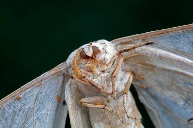 Lepidoptera böcekleri vahşi doğada, Kuzey Çin