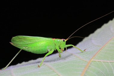 Kuzey Çin 'de Katydid perileri.