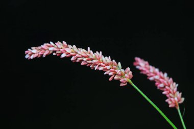 Güzel kırmızı Polygonum çiçeği, Kuzey Çin