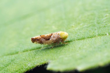 Kuzey Çin 'deki yabani bitkilerin üzerine ağustos böceği yaprağı