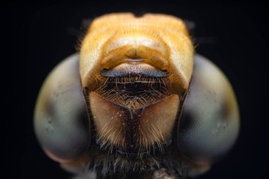 Kuzey Çin 'de yusufçuk yuvası gözü kapatın.