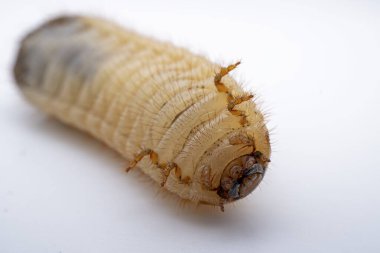 Beyaz arka planda solungaç altın kaplumbağa larvaları, Kuzey Çin