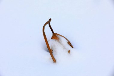 Karda solmuş bir direk, Kuzey Çin