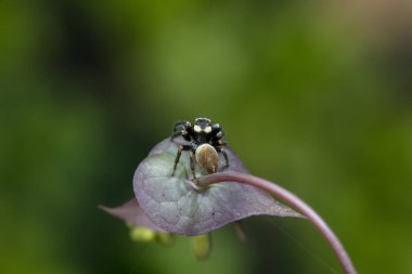 Jumping spider in the wild, North China clipart