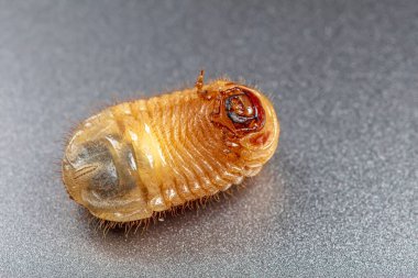 Tırtıl, bir Coleoptera böceğinin larvası.