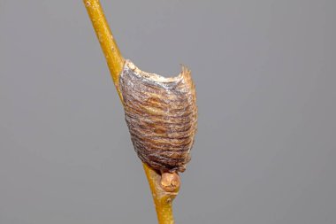 Kuzey Çin 'de, dallarda peygamber devesi yumurtası kılıfı.