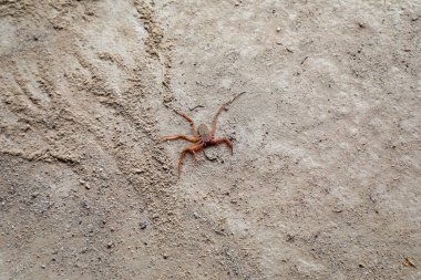 Kuzey Çin 'de sakat bir örümcek.