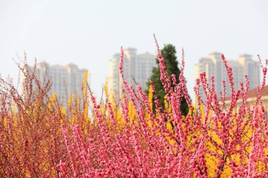 Güzel karaağaç yaprağı erik çiçekleri parkta, Kuzey Çin 'de