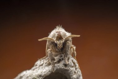 Kuzey Çin 'deki Lepidoptera güvelerini kapatın.