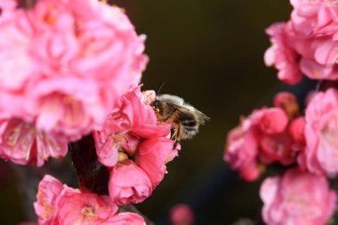 Bees gather honey on flowers, North China clipart