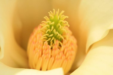 Magnolia, Kuzey Çin 'den güzel bir erkek.