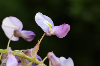 Wisteria çiçekleri Kuzey Çin 'deki botanik bahçesindedir.