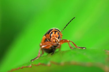 Kuzey Çin 'deki yabani bitkilerin üzerindeki yaprak böceği.