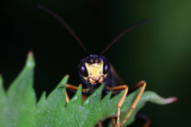 Kuzey Çin 'de yabani arı böcekleri