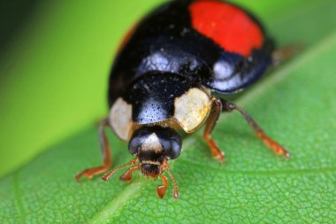 Kuzey Çin 'deki yabani bitkilerde uğur böcekleri