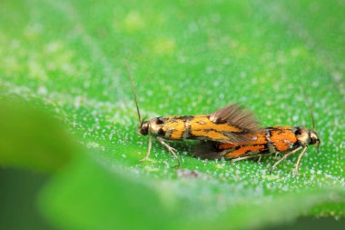 Lepidoptera böcekleri vahşi doğada, Kuzey Çin
