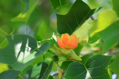 Kuzey Çin 'deki botanik bahçesinde liriodendron çiçekleri
