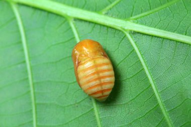 Lepidoptera larvaları vahşi doğada, Kuzey Çin