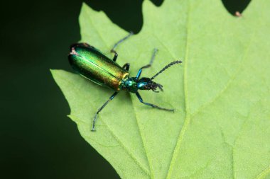 Kolaoptera böceği -- yeşil Daphne Genkwa, Kuzey Çin