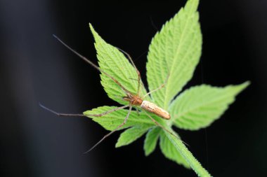 Vahşi doğadaki örümcekler, Kuzey Çin