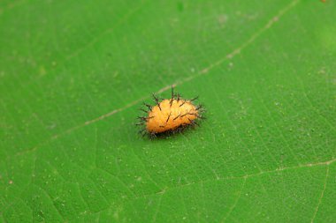 Kuzey Çin 'deki yabani bitkilerde uğur böcekleri