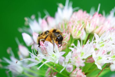 Coleoptera Chrysomelidae Böcekleri, Kuzey Çin