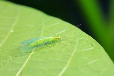 Kuzey Çin 'de nöropteranın işlevsel bir böceği.