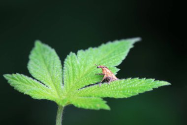 Weevil on wild plants, North China clipart