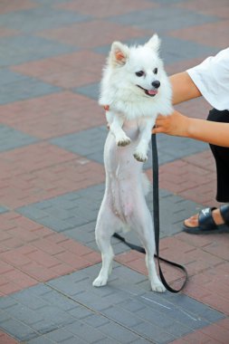 Gümüş tilki dışarıda, resmi kapat.