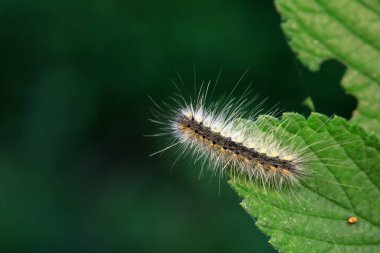 Lepidoptera larvaları vahşi doğada, Kuzey Çin