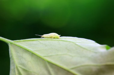 Hispidae ailesi Kuzey Çin 'de bitkilerin üzerinde sürünüyor.