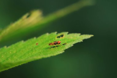 Kuzey Çin 'deki yabani bitkiler üzerindeki sinek.
