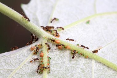 Karıncalar vahşi doğada, Kuzey Çin