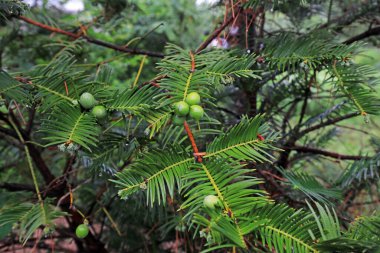 Pekin Botanik Bahçesi 'nde muazzam bitkiler yetişiyor.