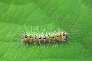 Lepidoptera larvaları vahşi doğada, Kuzey Çin