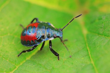 Vahşi doğada hemiptera böcekleri, Kuzey Çin