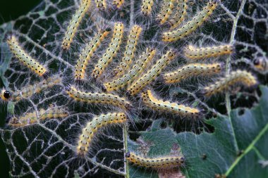 Lepidoptera larvaları vahşi doğada, Kuzey Çin