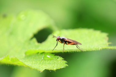 Flies on wild plants, North China clipart