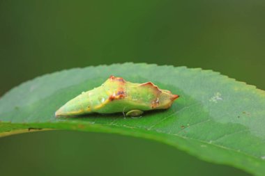 Lepidoptera larvaları vahşi doğada, Kuzey Çin