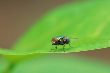 Kuzey Çin 'deki yabani bitkilerin üzerinde uçuyor.