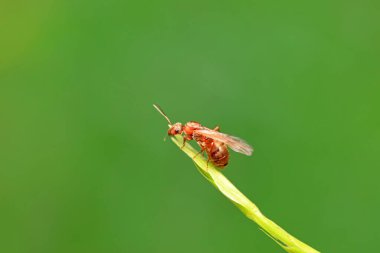 Karıncalar vahşi doğada, Kuzey Çin